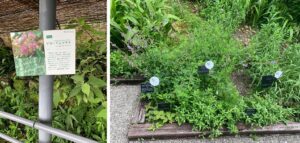 牧野植物園植物の画像