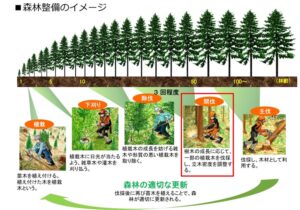 間伐図解画像01