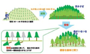 間伐図解画像02