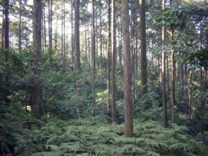 間伐した林の画像