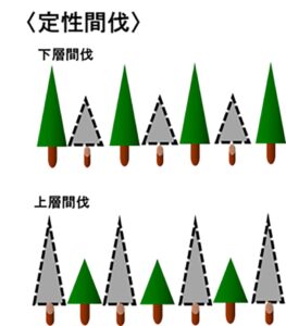 定性間伐のイラスト画像