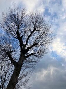 冬空の写真