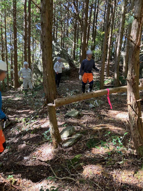 高知森林間伐作業_伐倒