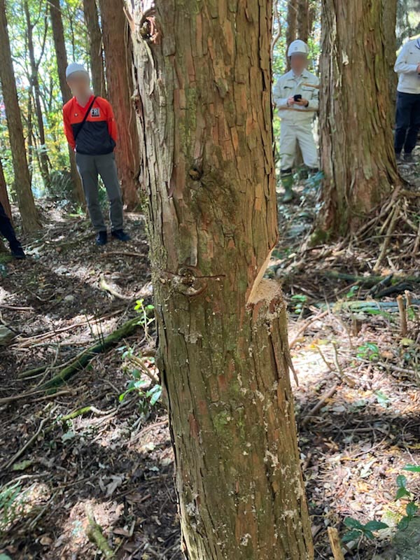 高知森林間伐作業_木の切り口